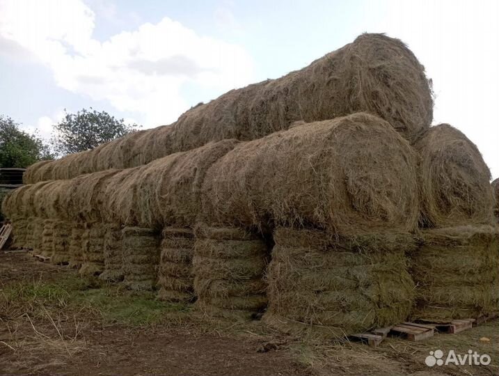 Продам сено в рулонах