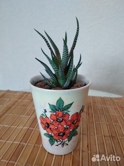 Комнатные растения цветы