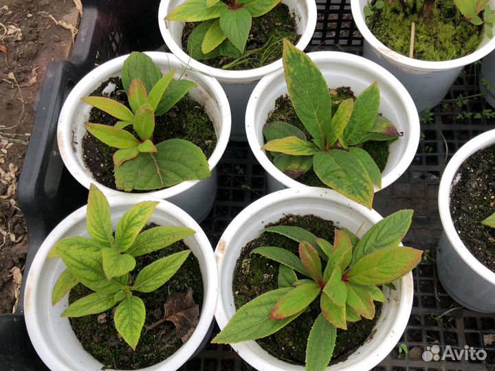 Гортензия ред леди