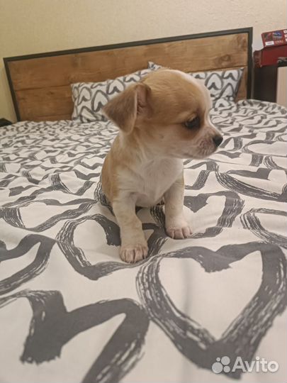 Щенки чихуахуа