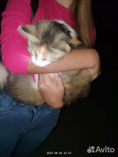 Кошки в добрые руки