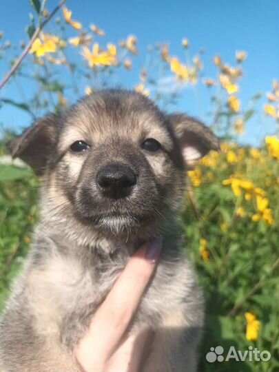 Щенок девочка 1.5 месяца