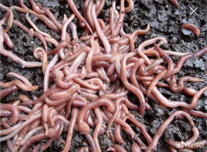 Черви старатель