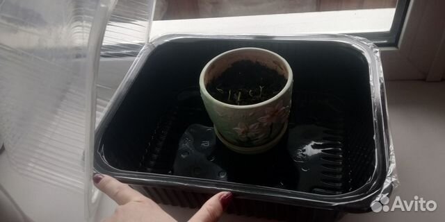 Почвопокровные растения