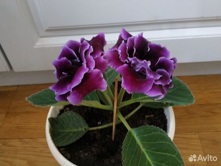 Глоксиния махровая