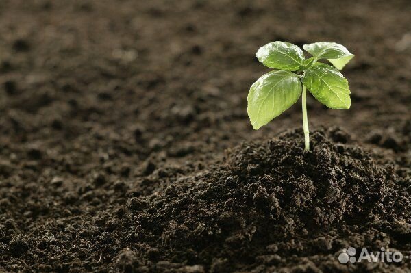 Торфогрунт