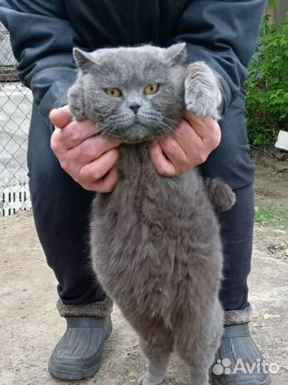 Чистокровная британка