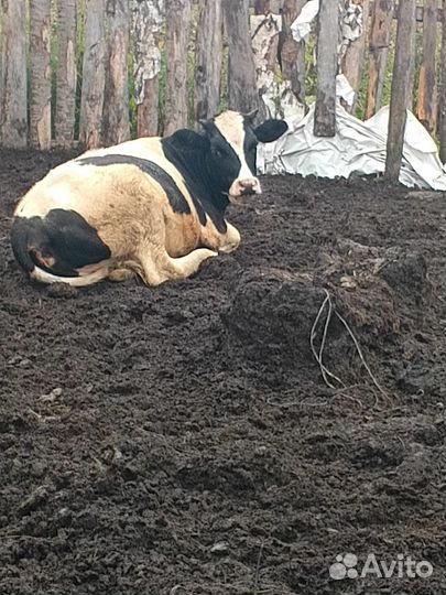 Телки стельные