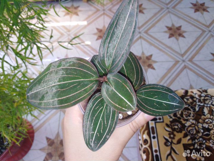 Комнатные растения, драгоценная орхидея, лудизия