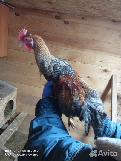 Молодые петухи