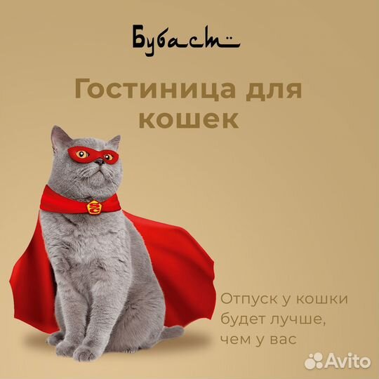Гостиница для кошек Передержка кошек