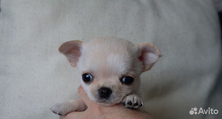 Щенки чихуахуа мини