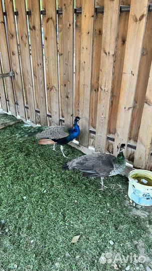 Пара павлинов