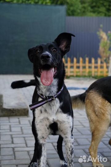 Лучшая собака для семьи