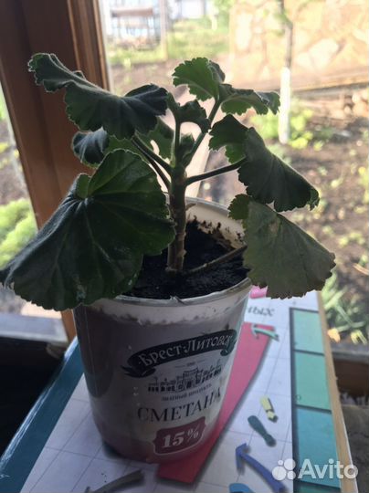 Комнатные цветы