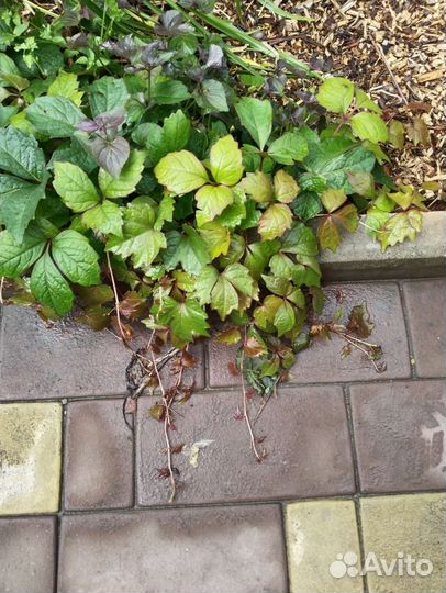 Девичий виноград