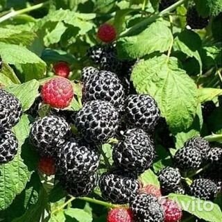 Саженцы ежемалины