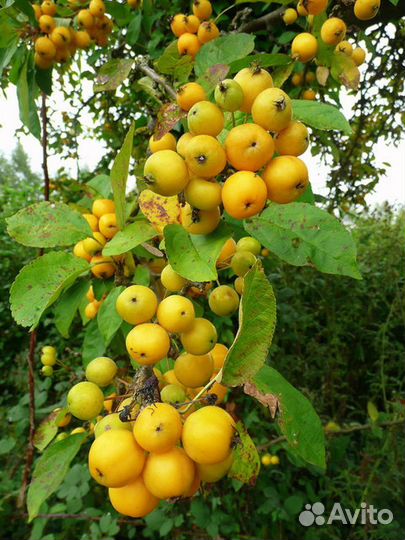 Яблоня Логинфолия. Саженцы