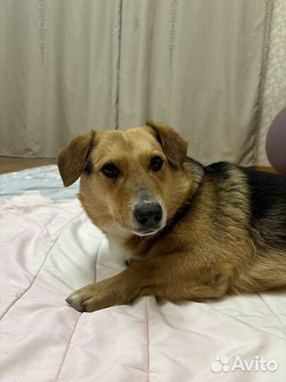 Собака в добрые руки