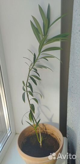 Олеандр 80 см