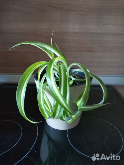 Хлорофитум хохлатый Бонни кудрявый