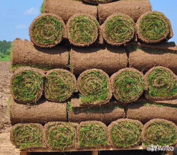 Рулонный газон Автополив, Ландшафт