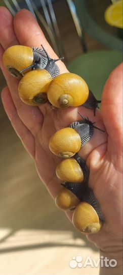 Улитки архахатины