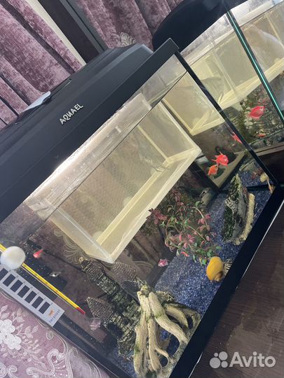 Аквариум с рыбками