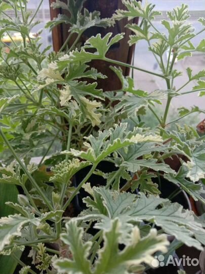 Душистая пеларгония (герань) 12 сортов и ампельная