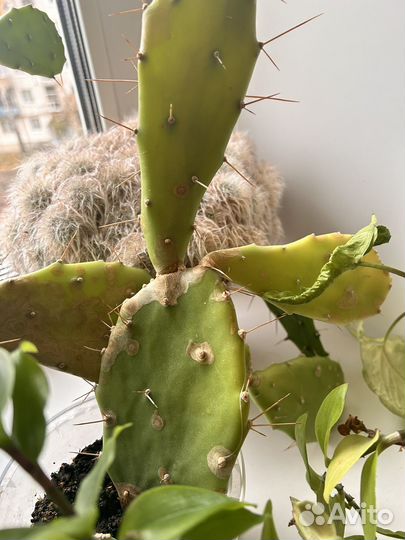 Продам цветы комнатные