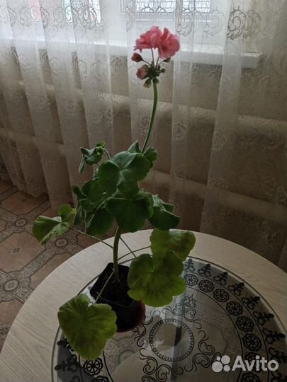 Пеларгония сортовая 