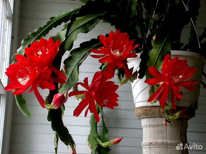 Cортовые комнатныЭпифиллум(Epiphyllum) тидеи.циссу