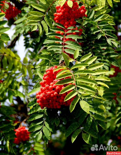 Саженцы красной рябины