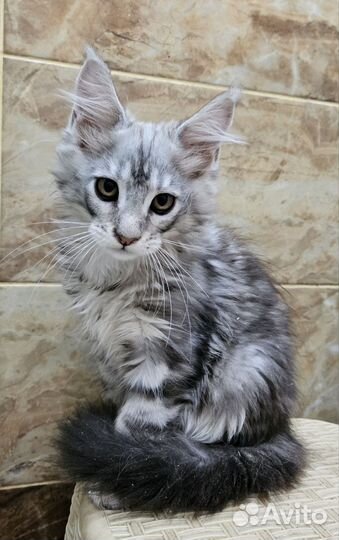 Котята мейн-кун