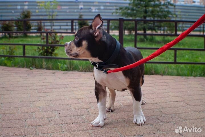 Щенки американского булли