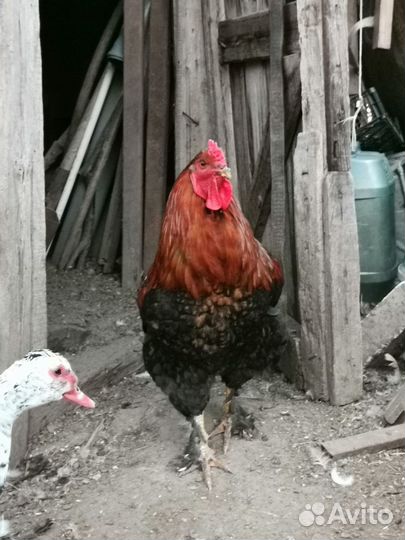 Петух брама