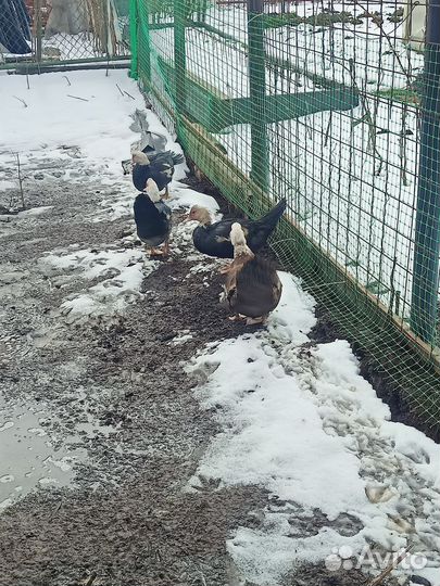 Инкубационное яйцо кур,уток и перепелов селадонов