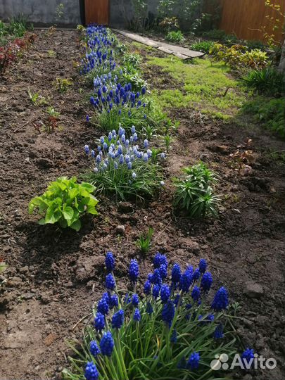 Мускари, гелиопсис,бадан, ветреница, вербейник