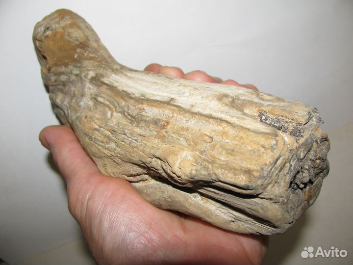 Окаменелое дерево (в коллекцию)