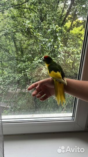 Попугай корелла и какарик