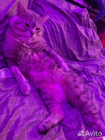 Котик в добрые руки