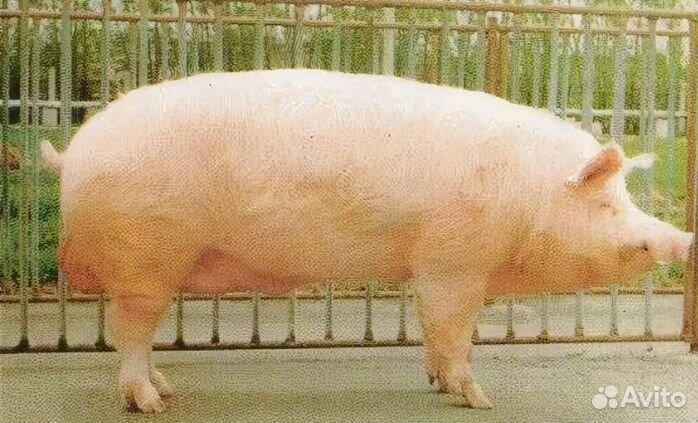 Хряк взрослый бел.крупная Ливенская
