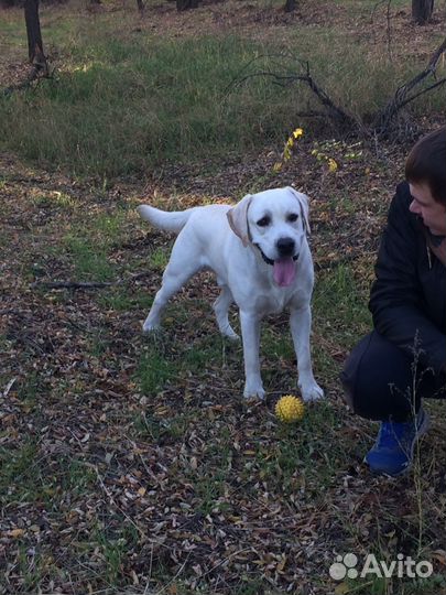 Вязка Лабрадор