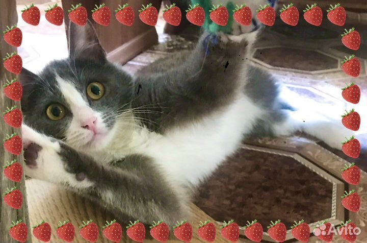 К О Ш Е Ч К А * 8 М Е С Я Ц Е В *