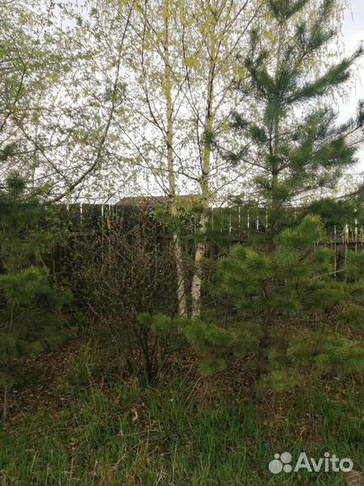 Сосна, берёза с доставкой