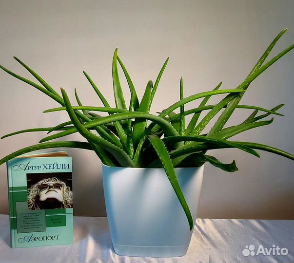 Алоэ вера, столетник амазонская лилия спатифиллиум