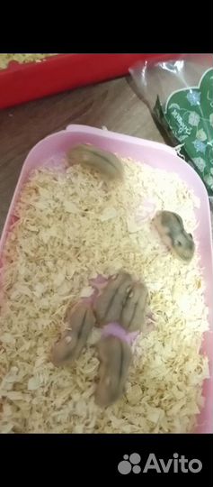 Джунгарские хомячки