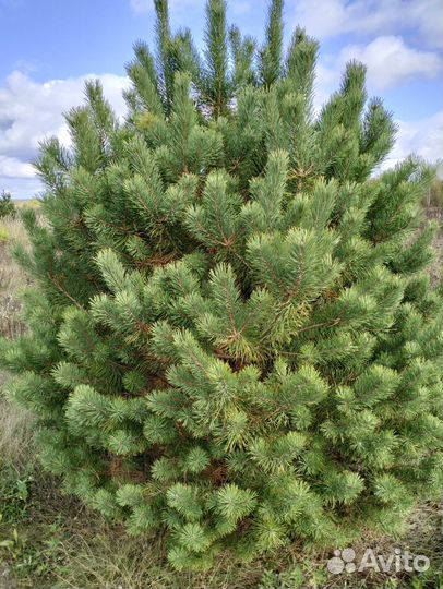 Сосна и ель новогодняя оптом