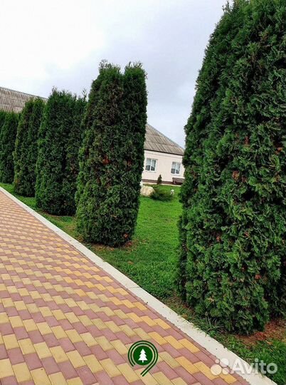 Туя Колумна крупномер из своего питомника