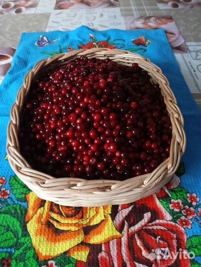 Брусника свежая